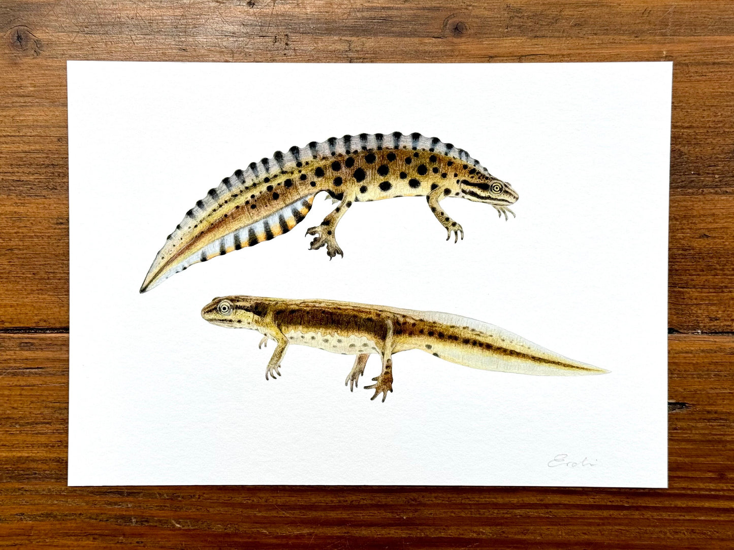 Smooth newt drawing - Giclée prints