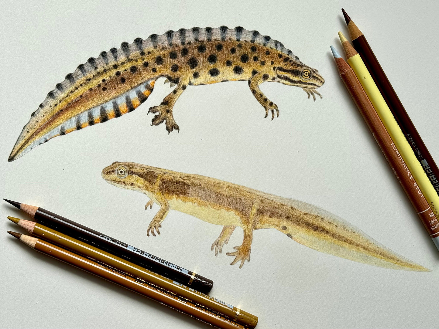 Smooth newt drawing - Giclée prints