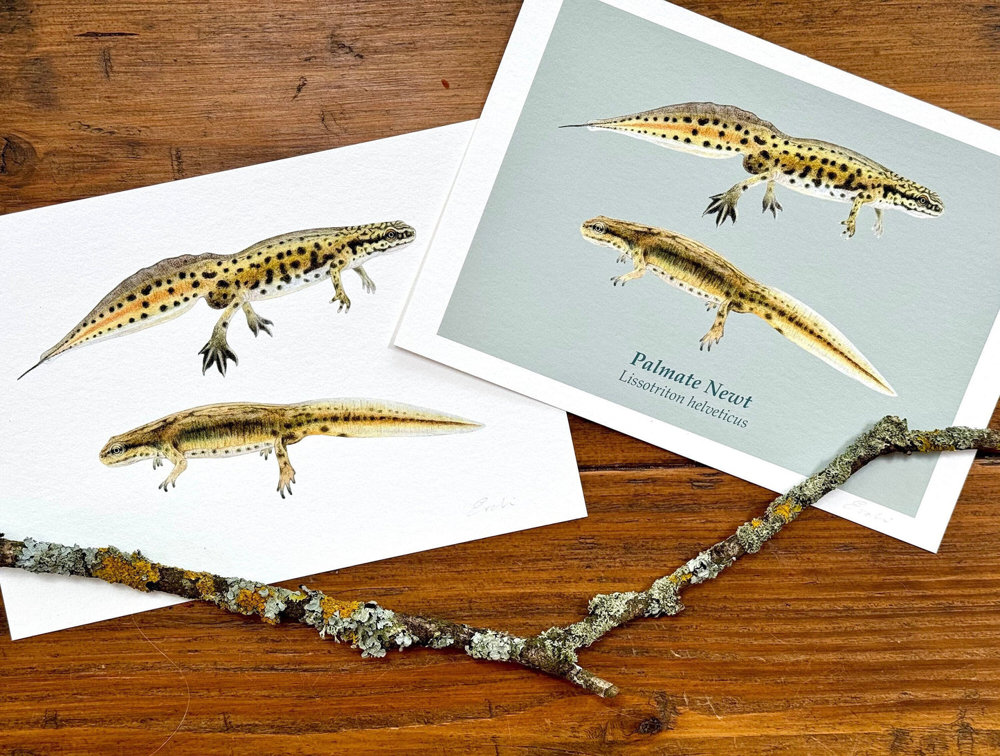 Palmate newt drawing - Giclée prints