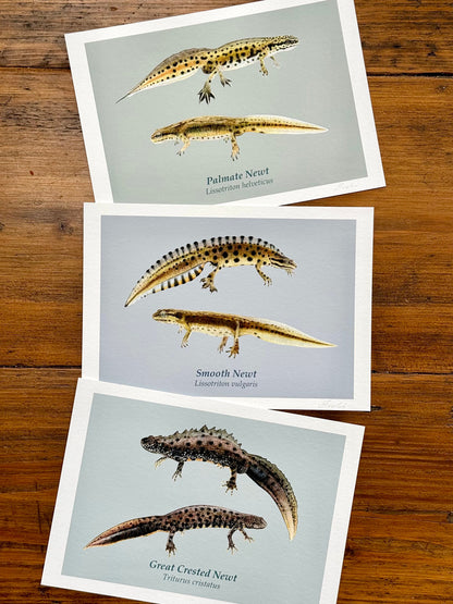 Set of three newt drawings - Giclée prints