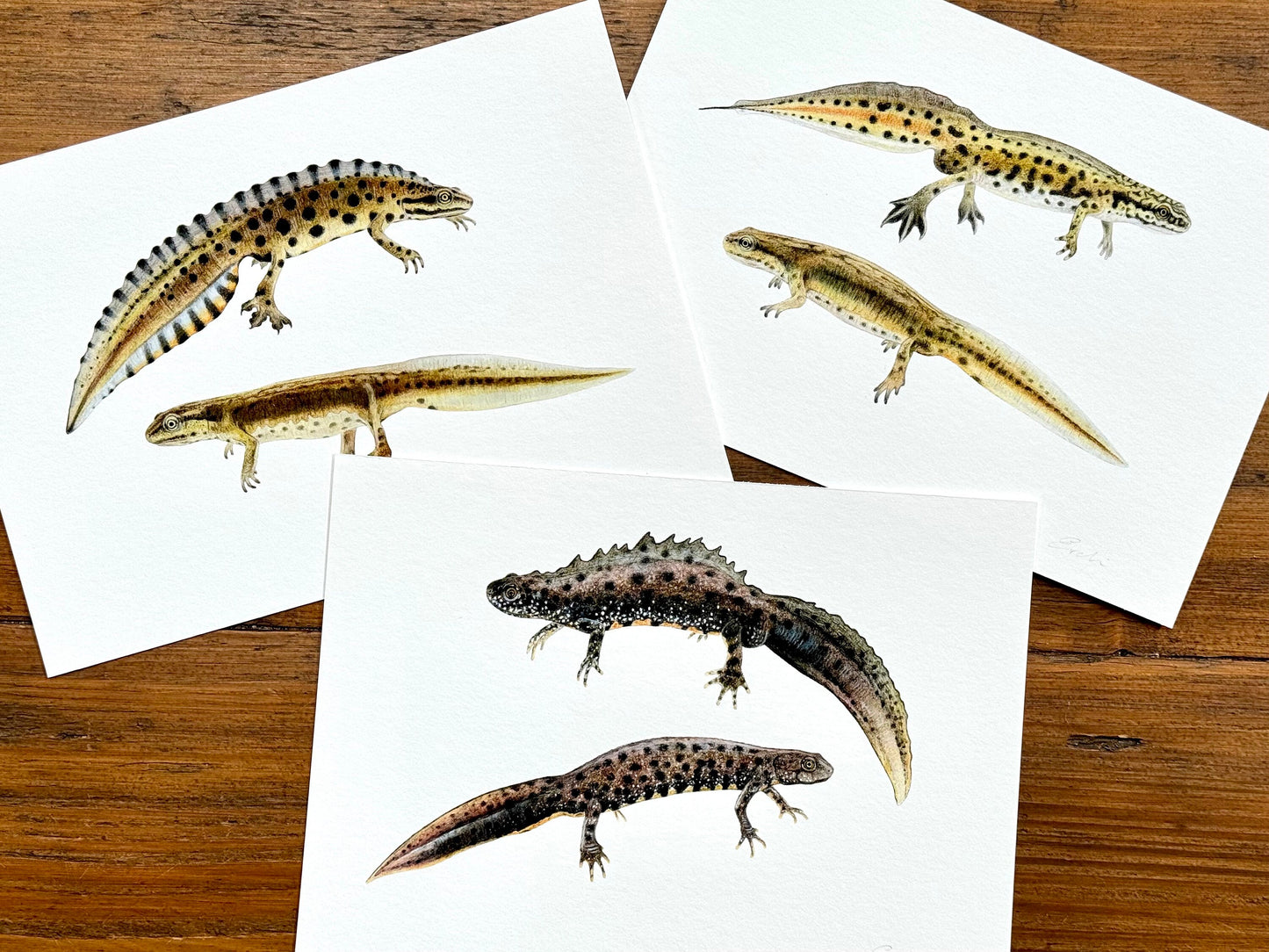 Set of three newt drawings - Giclée prints