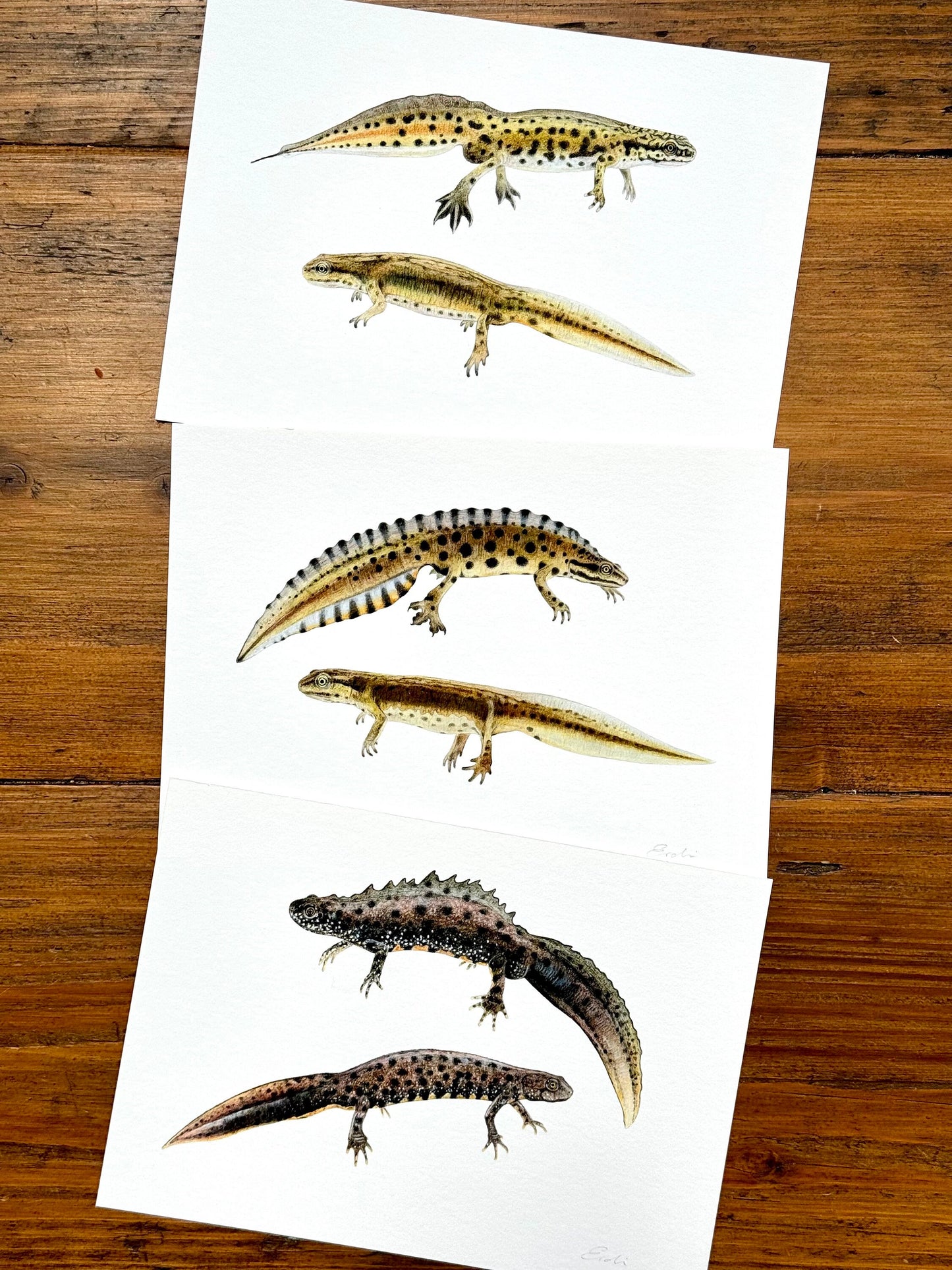 Set of three newt drawings - Giclée prints