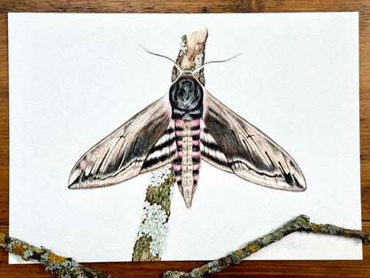 Privet hawk moth - Giclée print