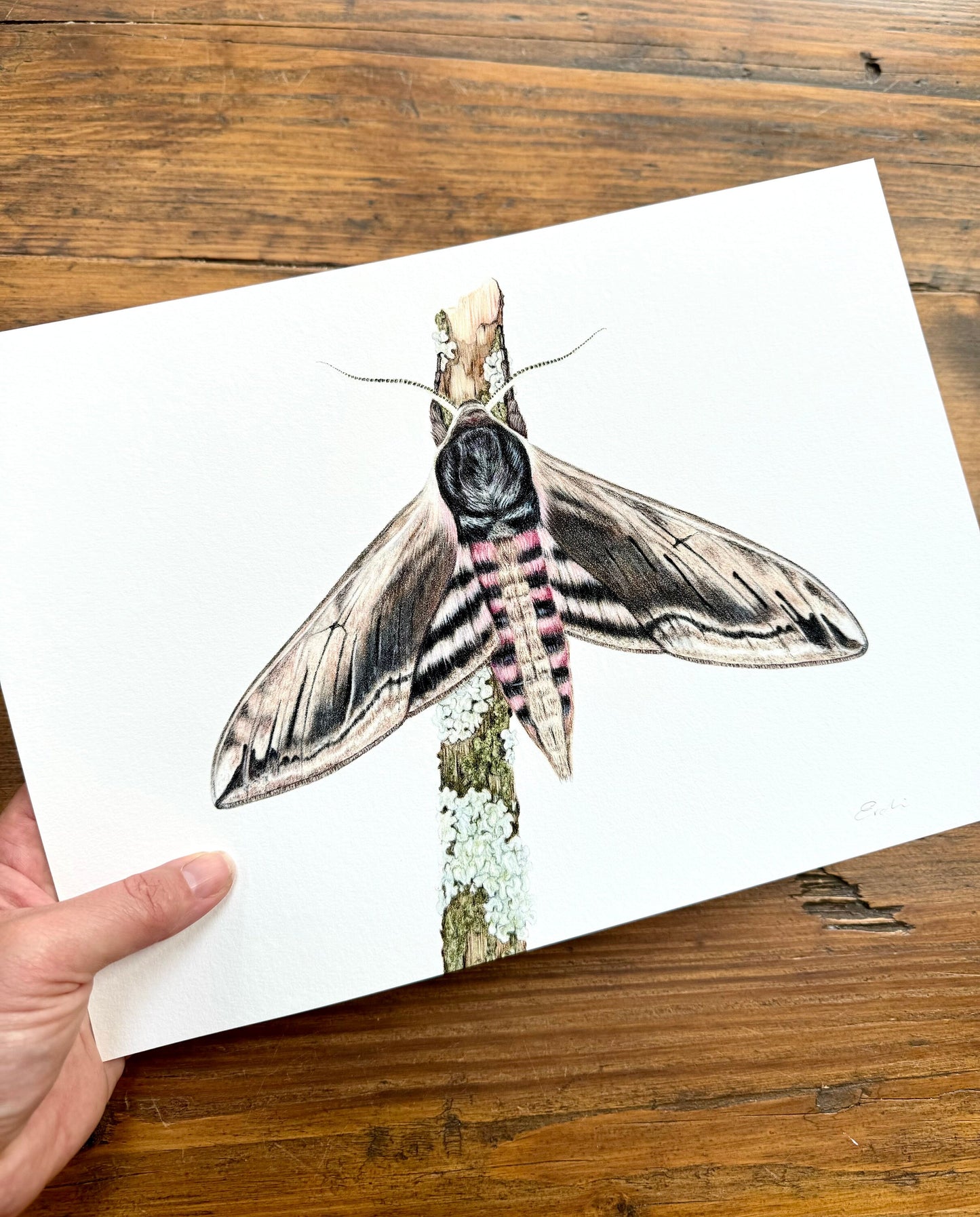 Privet hawk moth - Giclée print