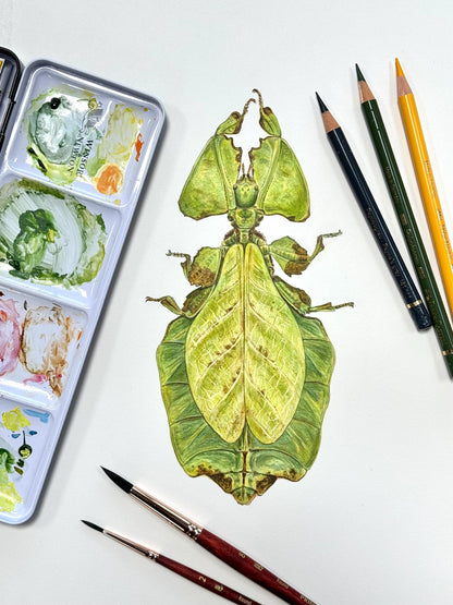 Giant leaf insect - Giclée prints