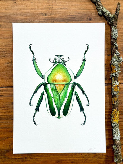 Flower Beetle - Giclée prints