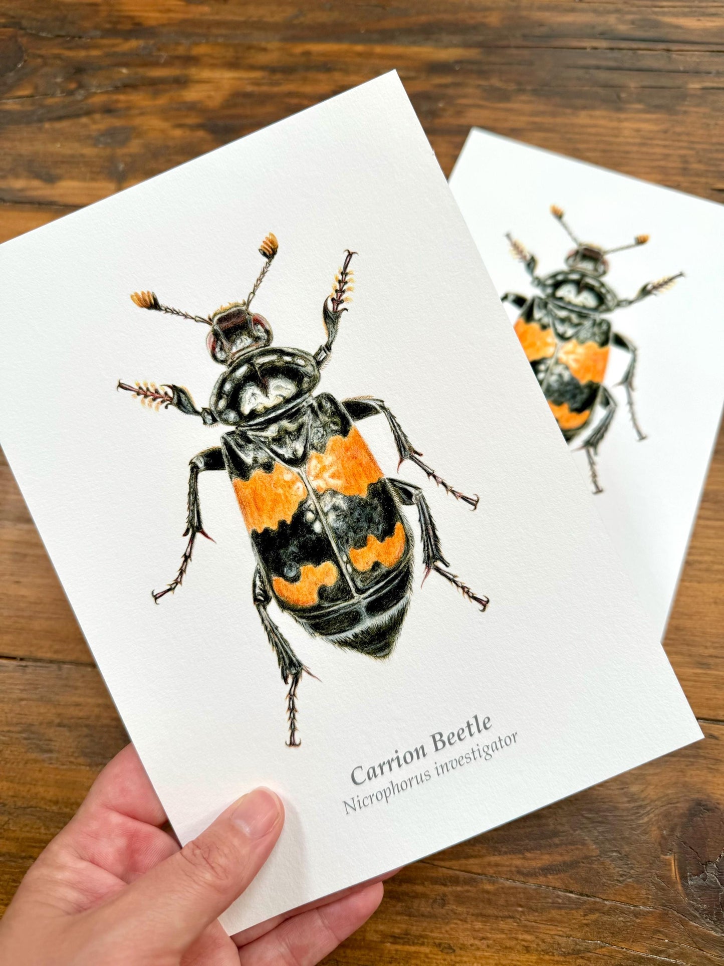 Carrion Beetle - Giclée prints