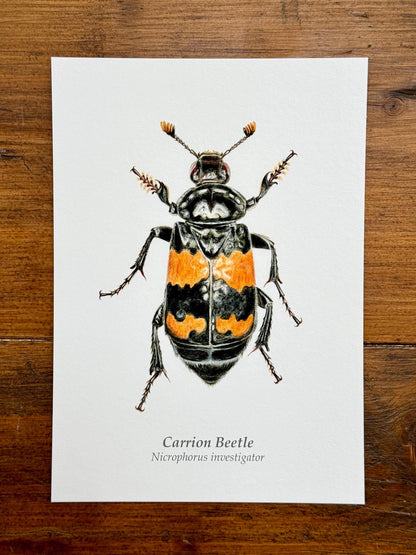 Carrion Beetle - Giclée prints