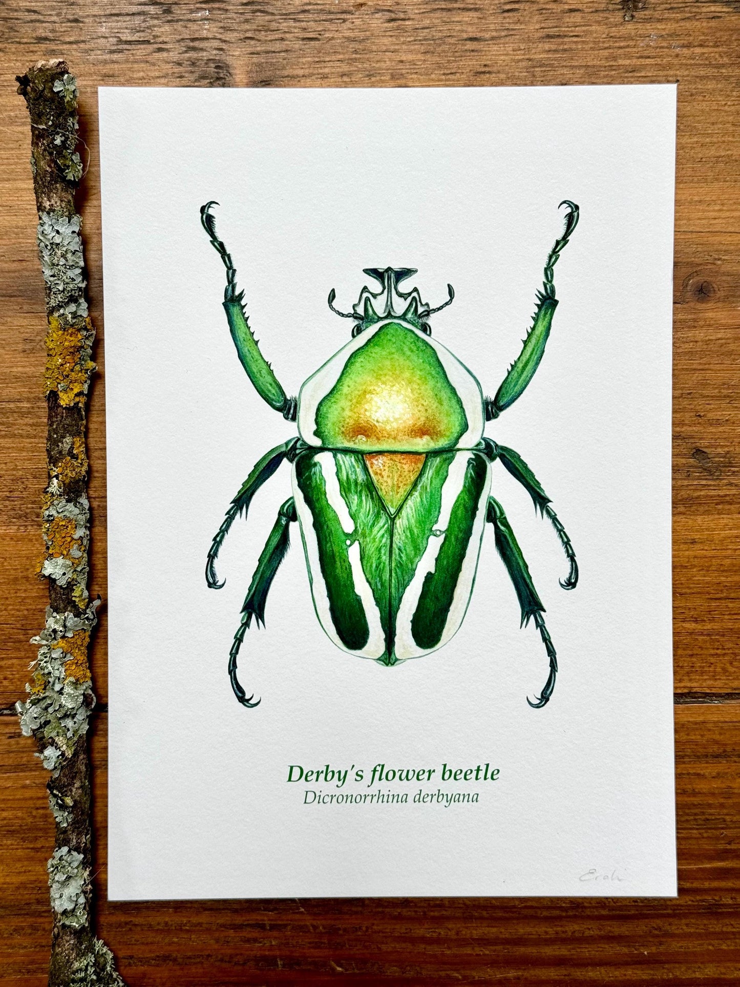 Flower Beetle - Giclée prints