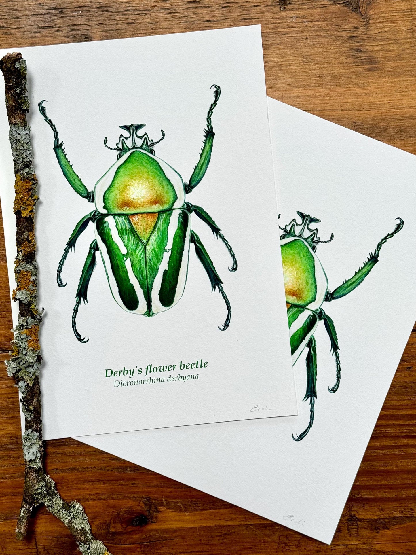 Flower Beetle - Giclée prints