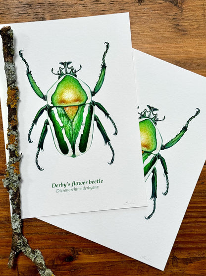 Flower Beetle - Giclée prints