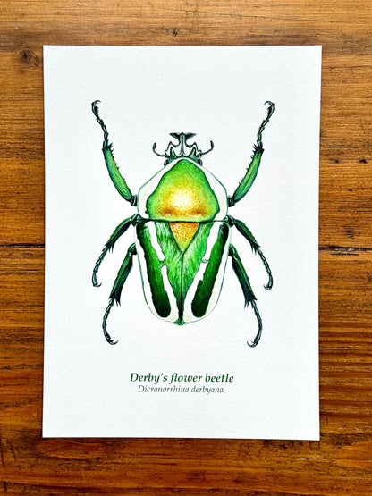 Flower Beetle - Giclée prints