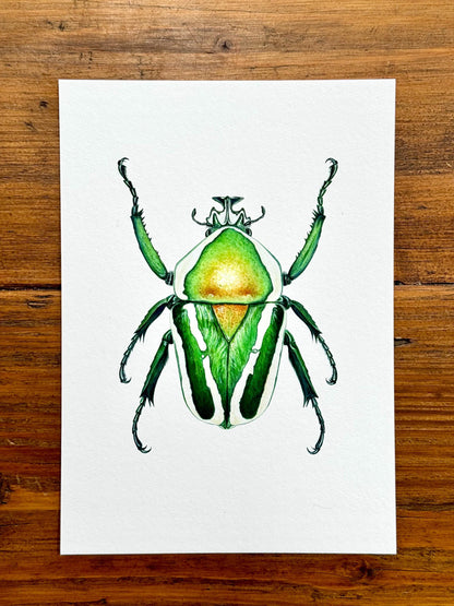 Flower Beetle - Giclée prints