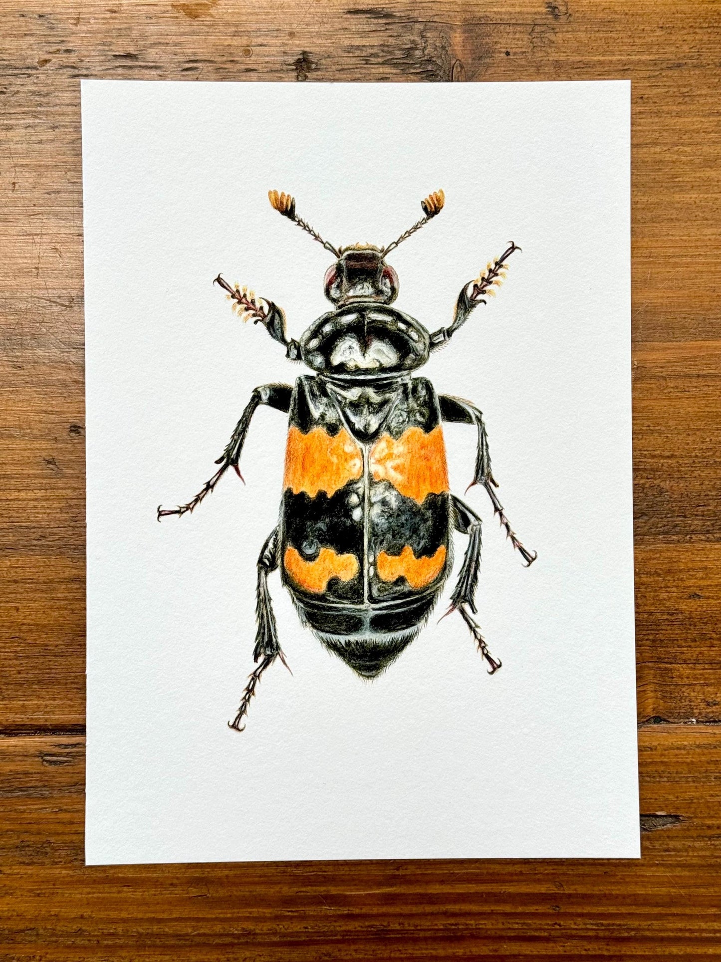 Carrion Beetle - Giclée prints