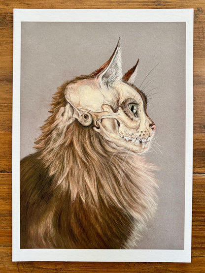 Cat portrait with skull - Giclée prints