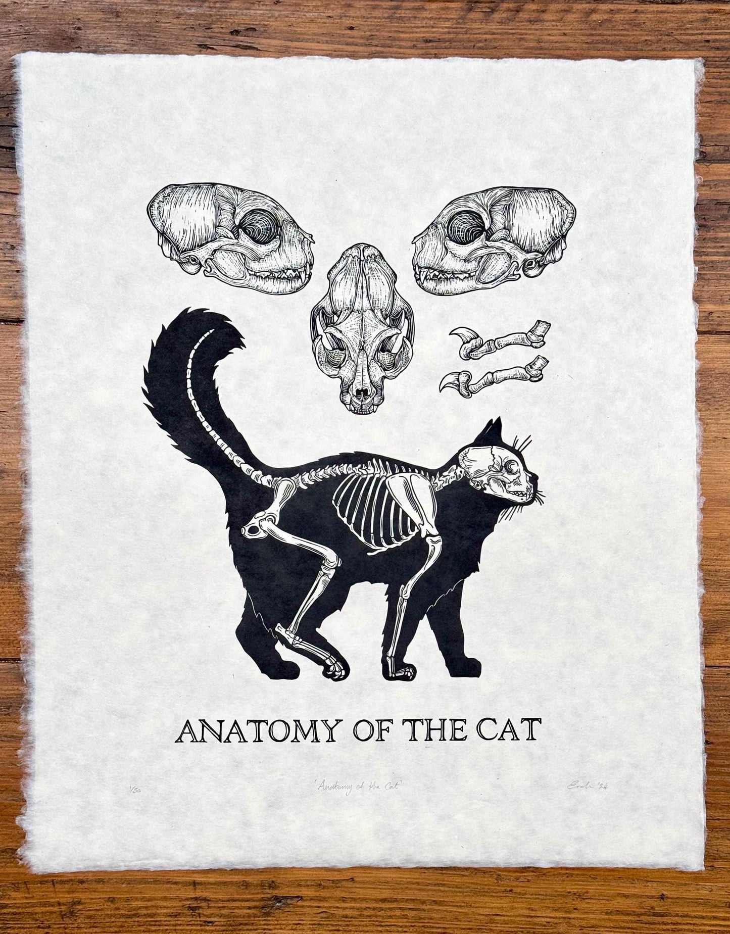 Cat Anatomy linocut prints