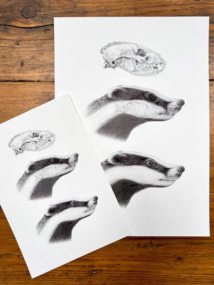 Badger anatomy - Giclée print