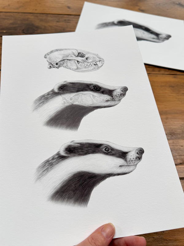 Badger anatomy - Giclée print – ErolinStudios