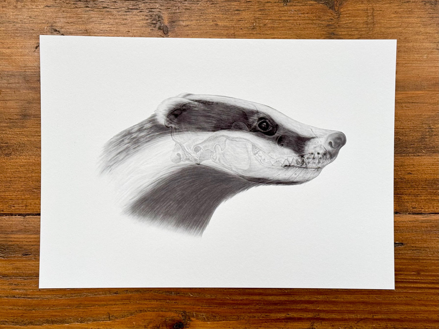 Badger anatomy - Giclée print