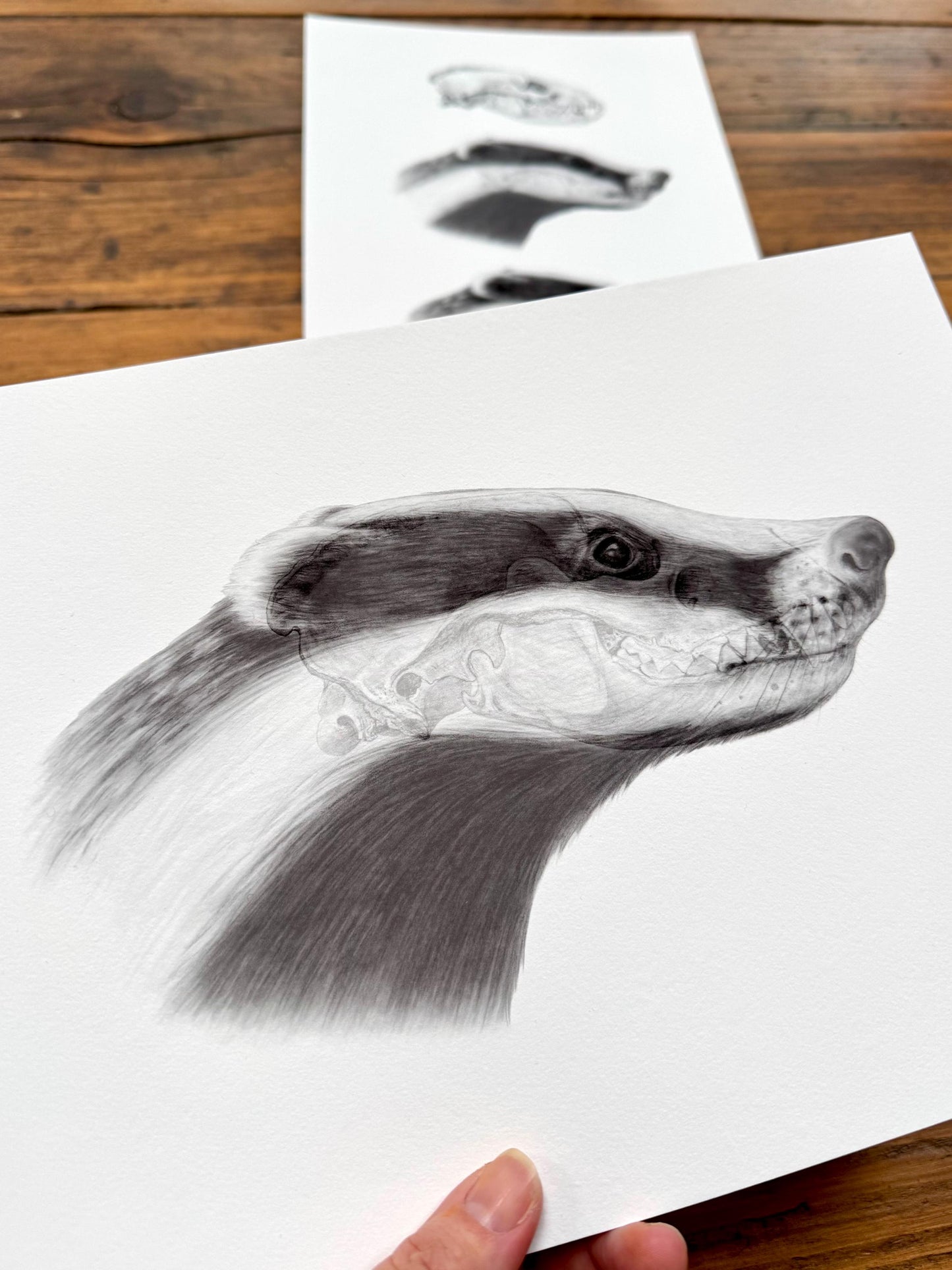 Badger anatomy - Giclée print