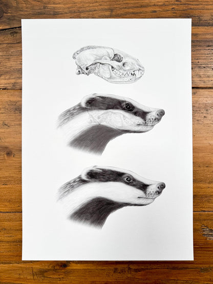 Badger anatomy - Giclée print