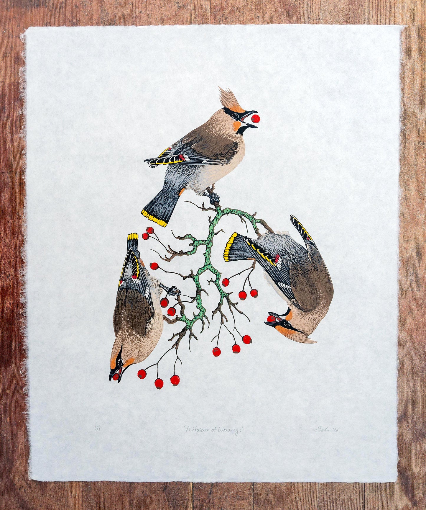 A Museum of Waxwings - original linocut print of Bohemian Waxwings
