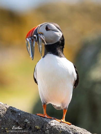 Puffin Rock - original linocut print