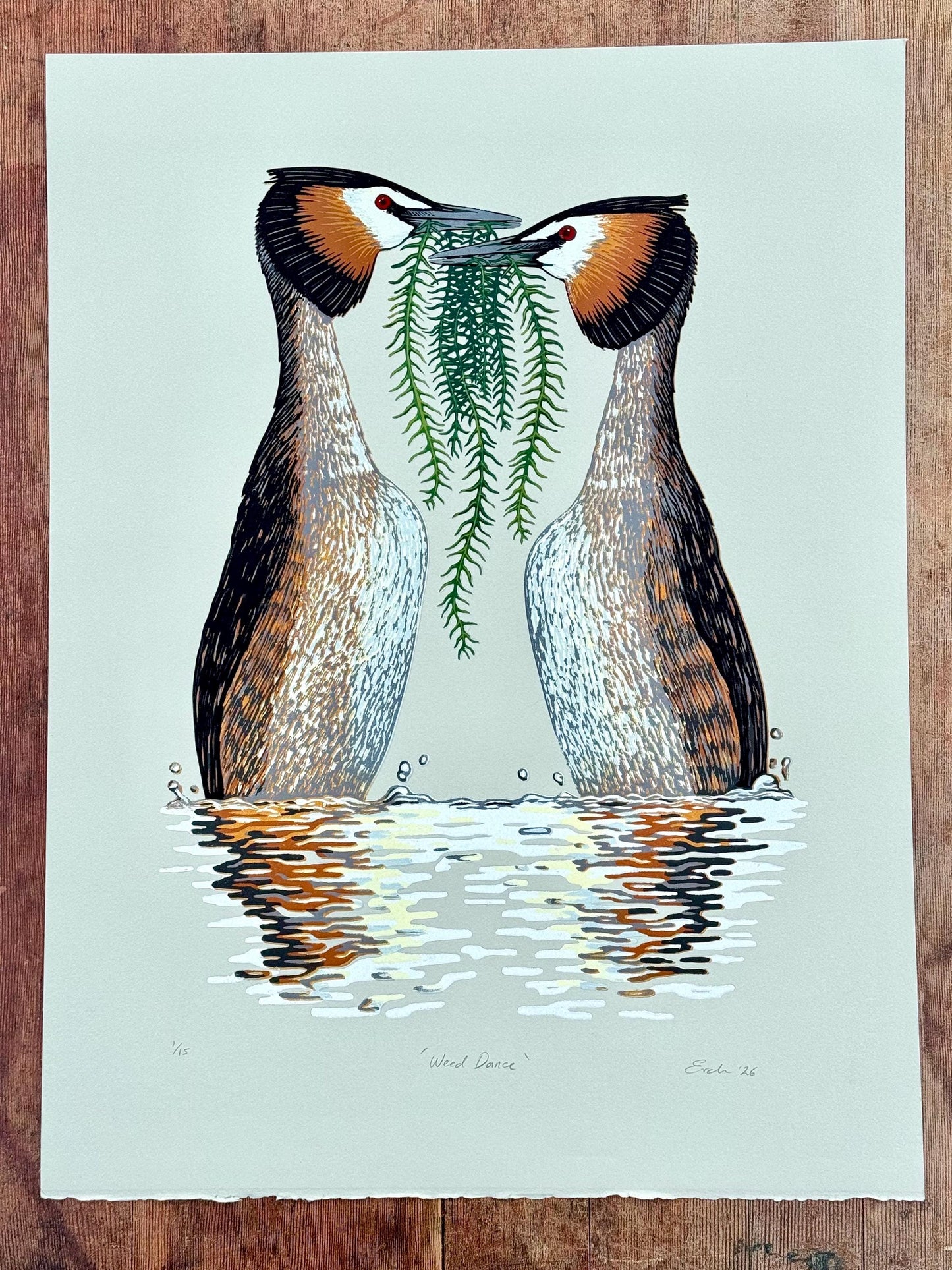 Weed dance - original linocut print of great crested grebes