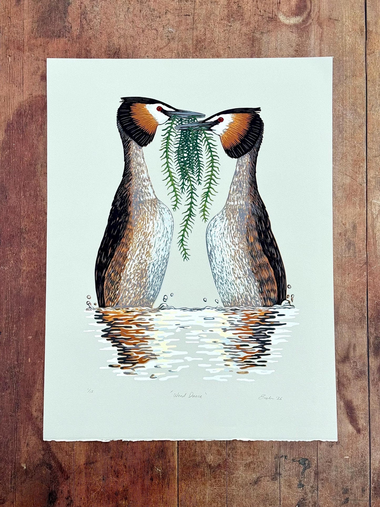 Weed dance - original linocut print of great crested grebes