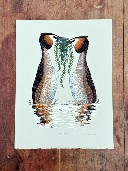 Weed dance - original linocut print of great crested grebes