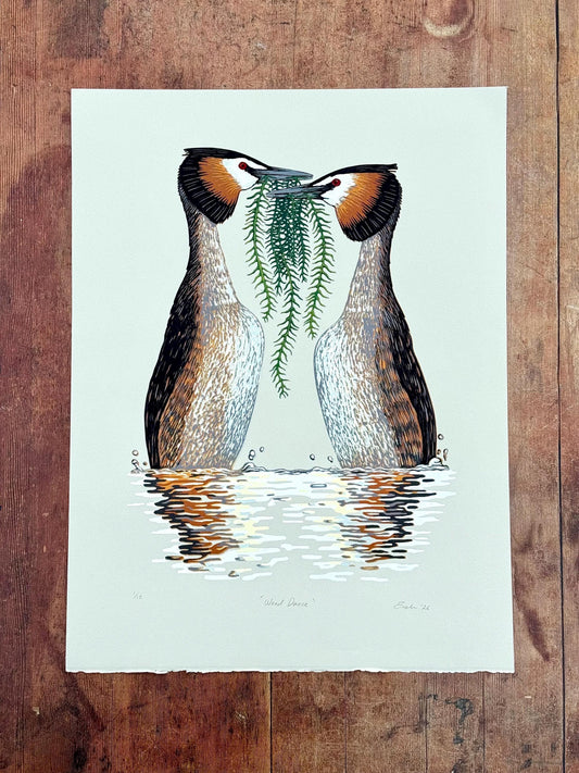 Weed dance - original linocut print of great crested grebes