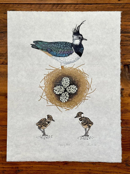 Lapwing Nest - colour linocut print of Lapwings