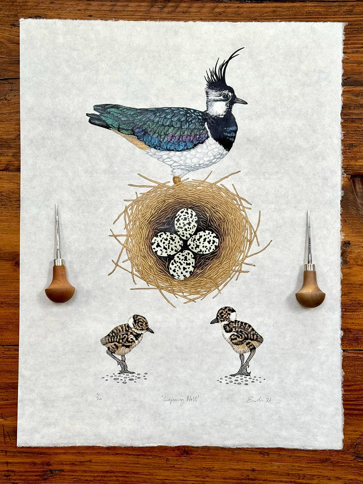 Lapwing Nest - colour linocut print of Lapwings