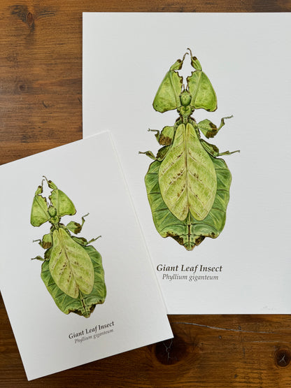 Giant leaf insect - Giclée prints