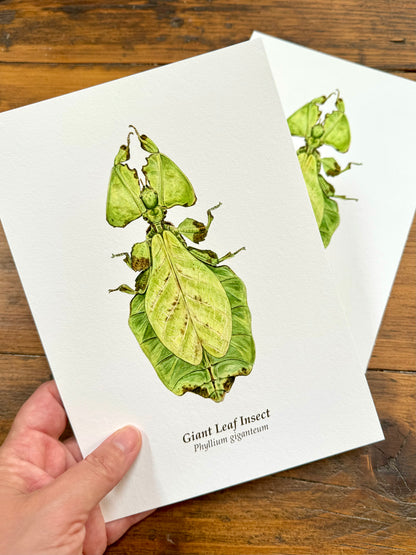 Giant leaf insect - Giclée prints