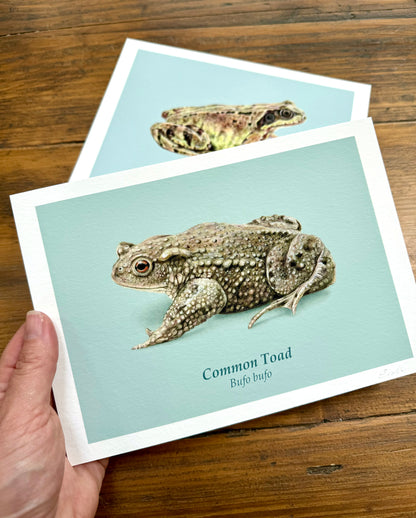 Frog and Toad drawings - Giclée prints